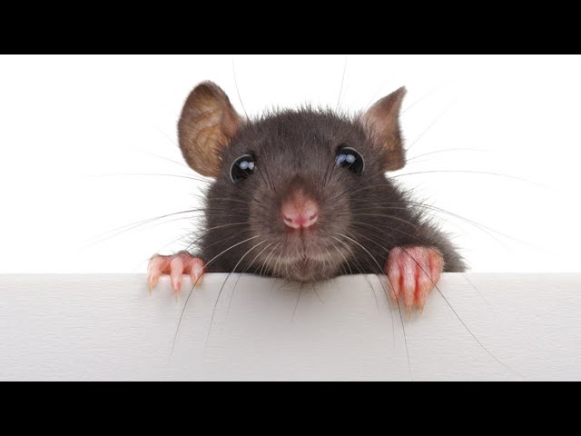 How to Animate a Mouse in 3d max / Rat VFX Breakdown class=