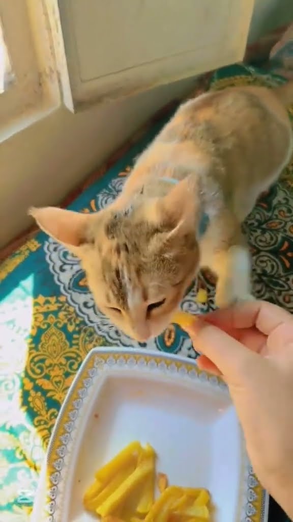 Très drôle le chat