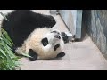 ЁЯР ЁЯШВ Giantpanda Xiao Qi Ji Panda Roll Short Funny Clip ЁЯР ЁЯШВ Giantpanda Xiao Qi Ji Panda Roll Short Funny Clip