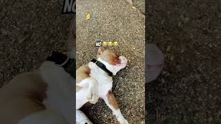 Did I go viral yet? #puppy #pets #funny #cutedog #americanbully #puppyvideos #puppyface #cutepup