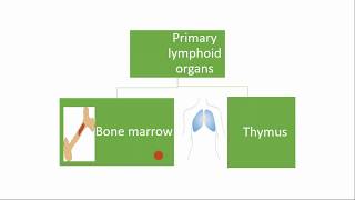 organs of immune system | immune system screenshot 3