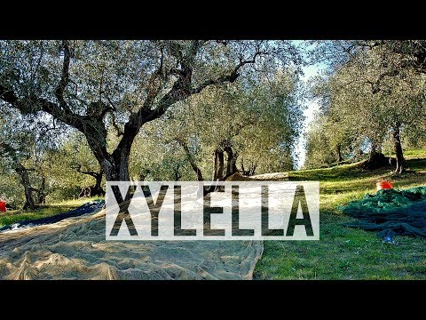XYLELLA FASTIDIOSA, VOCE