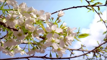 Surat Al RAHMAN with Farsi Translation  سوره رحمان با ترجمه فارسی خیلی‌ زیبا  الرحمن