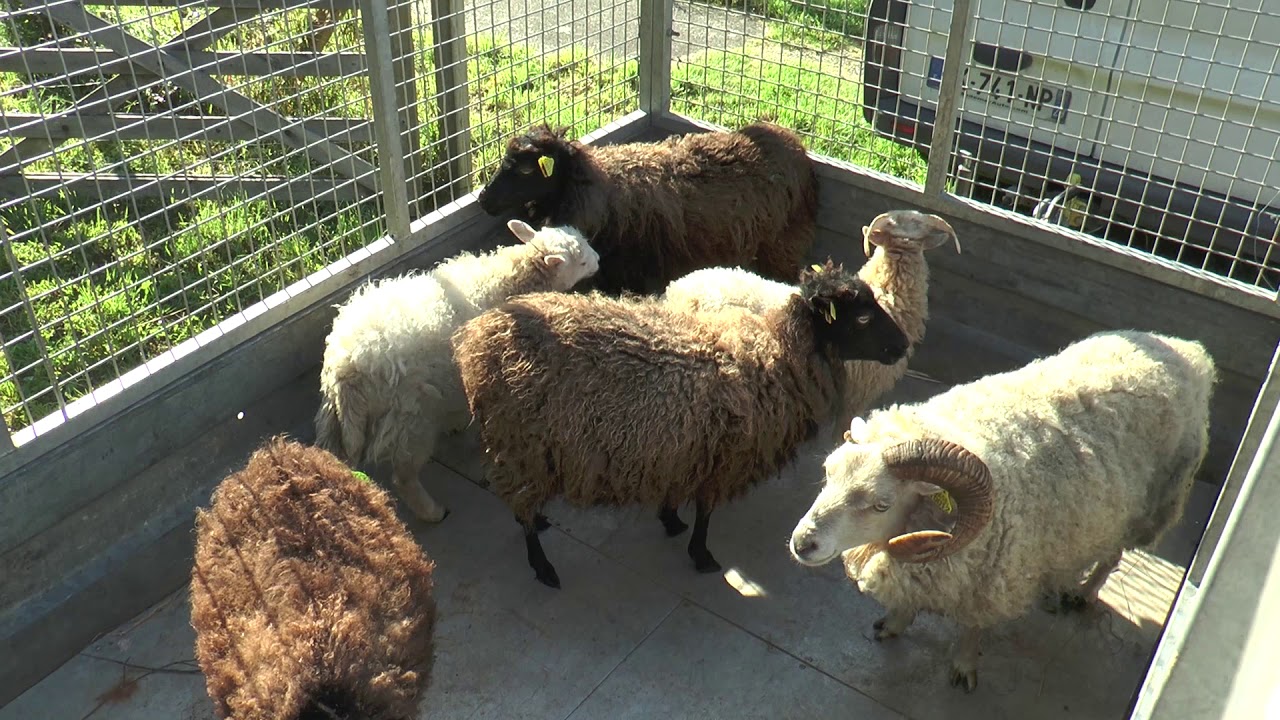 Canal de Nantes à Brest: Chantier d’insertion et tonte de moutons Canal de Nantes à Brest: Chantier d’insertion et tonte de moutons