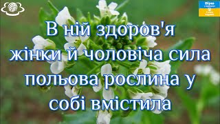 В ній здоров'я жінки й чоловіча сила польова рослина у собі вмістила!!! Талабан польовий🌻