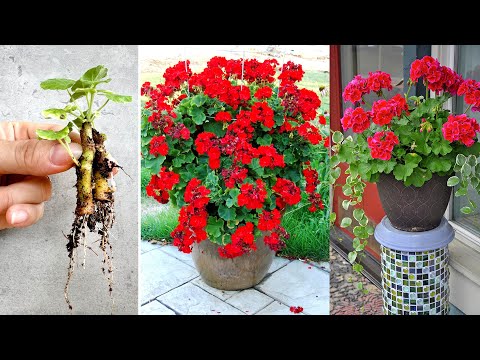 Vídeo: Pots cultivar pelargoni a partir de llavors?