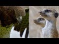 Run for Your Lives | Meerkats vs. Martial Eagle | Love Nature