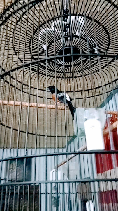 Murai Batu Isian Tupai/Bajing Kekes !!! Mutiara Viking #kicaumaniaindonesia #burung