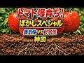 ぼかしスペシャル回|嫌気性vs好気性どっちがトマト爆育ちするのか