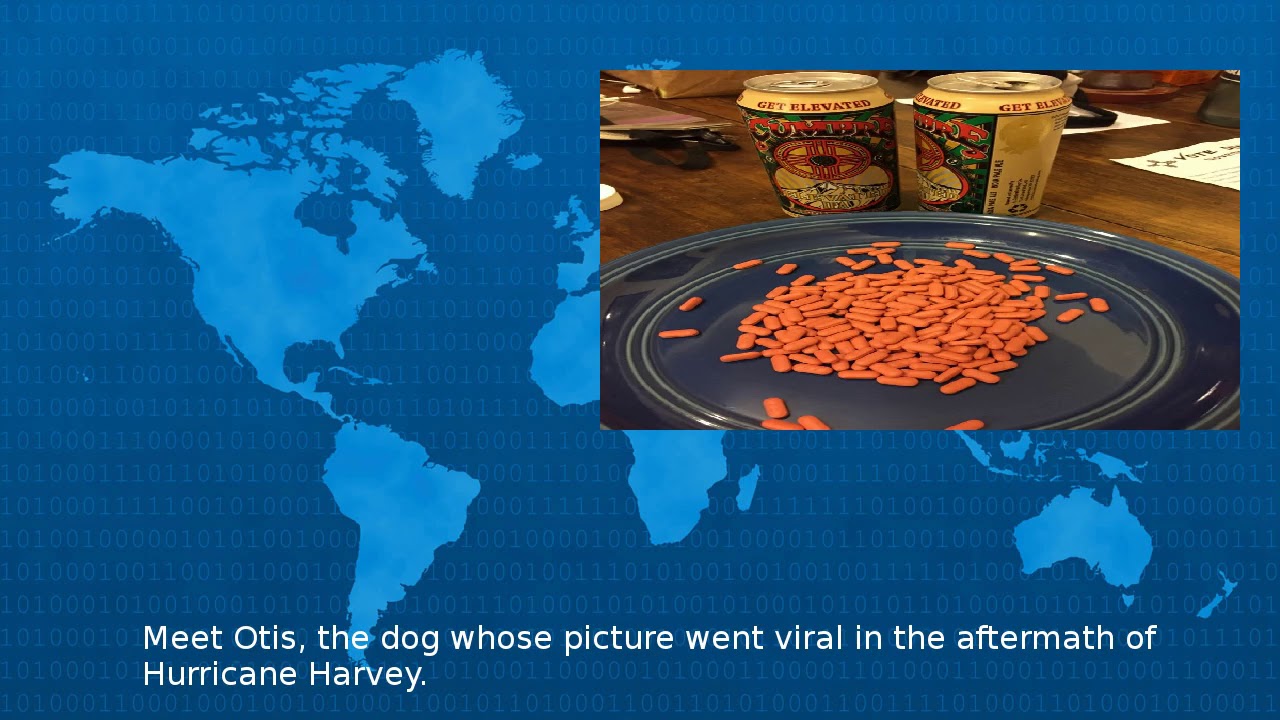 Photo Of Dog Carrying Bag Of Food Goes Viral YouTube