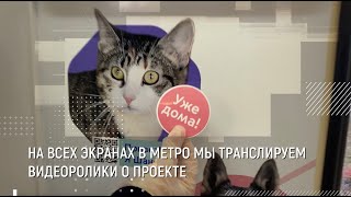 «Хвосты и лапки» - социальный проект Московского транспорта