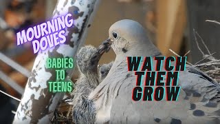 Mourning Doves from Babies To Leaving The Nest