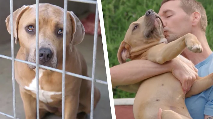 Rescuing An Abandoned Pitbull