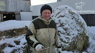 Быстрая разделка свиньи.Снятие шкуры со свиньи.