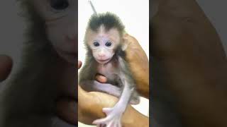 Happy day playing with cutie baby #shortsvideo #monkeys #shrots #love #cute #youtubeshorts #youtube