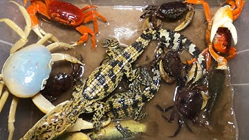 Thảo Cady đi soi đêm bắt các con vật như cá sấu, con cua, cá, cua xanh, cua đỏ - Part 212