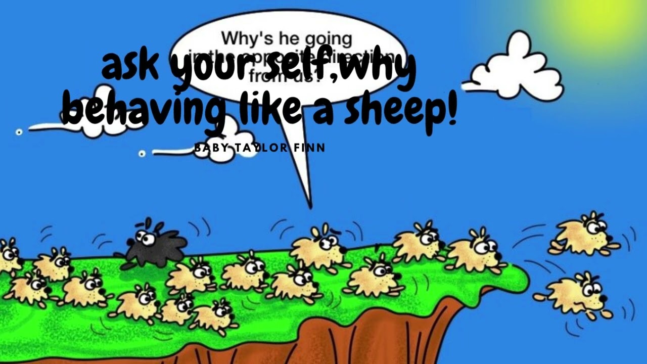 Sheep heard mentality