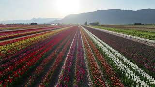ABBOTSFORD BC TULIP FESTIVAL 4/20/24 DRONE
