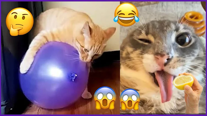 Video 10502101: laugh cats funny animal, laugh cute cat funny