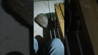 Biscuit the Badger and Friends. by ian stephens 109 views 1 month ago 3 minutes, 57 seconds