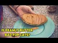 The Dangers of Feeding Peanut Butter to Cats: A Comprehensive Analysis