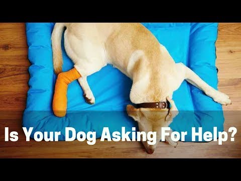 वीडियो: स्लीपिंग के बाद कुत्ते के लिम्फिंग के कारण