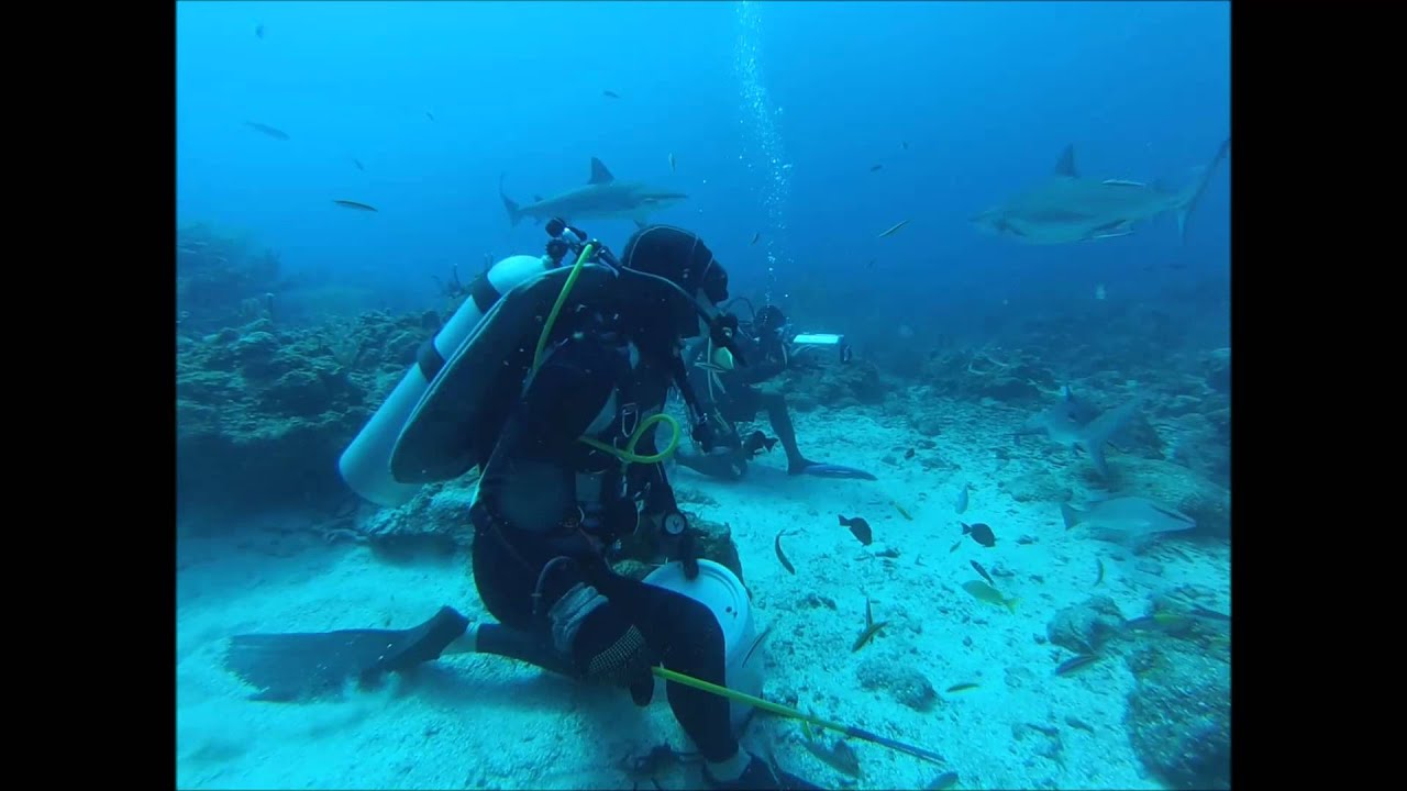 Shark Dive Roatan Honduras Scuba Diving YouTube