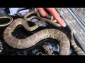 123 -  Life Without Limbs: Adaptations of a Snake (Updated see video#223)