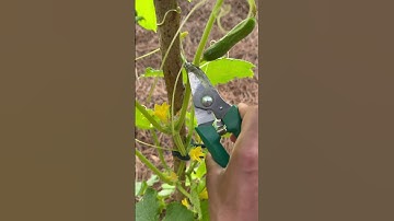 Clipping tendrils off of cucumber plants 🌱 #cucumber #trellis #gardening #shorts