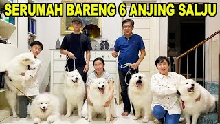 DILEPAS SEMUA ! TINGGAL BARENG 6 EKOR ANJING SALJU  SAMOYED