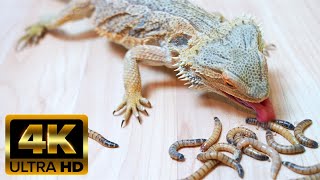 Bearded dragon eats mealworms in 4K (ASMR)