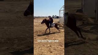 Pony que violento salió jej #caballos