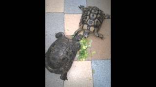 WP 20150811 12 59 10 Pro