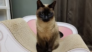 My favorite Siamese cat