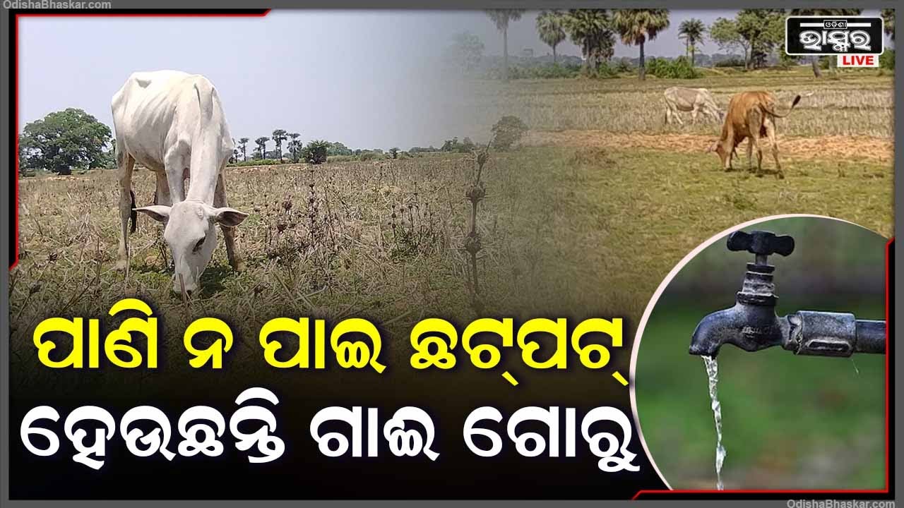 ପାଣି ପାଇଁ ଦେଖାଗଲାଣି ସମସ୍ୟା, ନଦୀ ନାଳ ଶୁଖିଯିବାରୁ ହନ୍ତସନ୍ତ ହେଲେଣି ଗାଈ ଗୋରୁ । ସରକାରଙ୍କୁ ମାଗିଲେ ସାହାଯ୍ୟ ।
