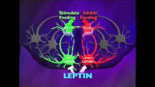 The Biologic Basis of Obesity: A Lecture by Jeffrey Friedman, MD, PhD