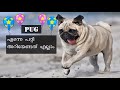 Pug Dog Facts In Malayalam | അറിയേണ്ടതെല്ലാം | Pug dog review