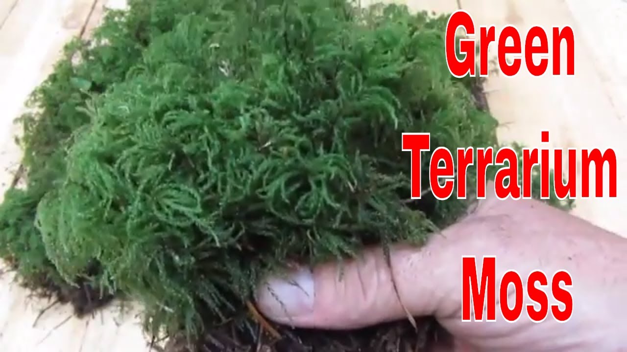 Green terrarium moss