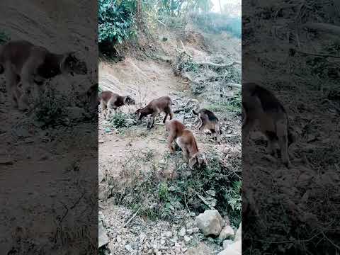 bahkaraka baccha haru