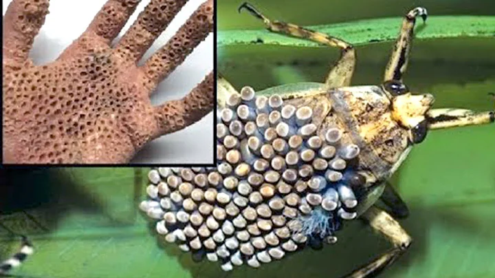 15 Dangerous Animals You Should Never Touch - DayDayNews