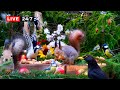ЁЯФ 24 7 LIVE CAT TV NO ADSЁЯШ Cheerful Birds And Cutest Squirrels Bring Nature Fun For Everyone ЁЯФ 24 7 LIVE CAT TV NO ADSЁЯШ Cheerful Birds And Cutest Squirrels Bring Nature Fun For Everyone