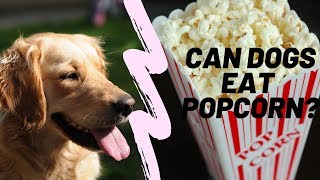 Can Dogs Eat Popcorn?🐶