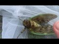 《蝉》セミの動画