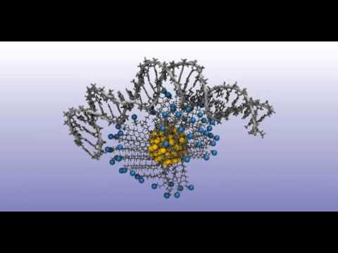 charged ligand functionalized gold nanoparticle binding to double ...