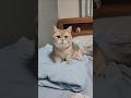 전설적인 피아냥스트 강대박군 #cat #shorts