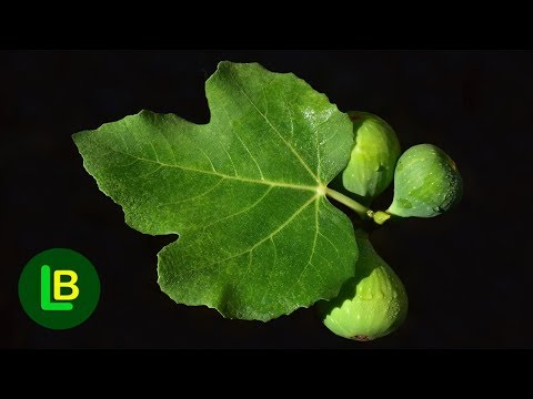 Video: Nezrelo voće kupine: Razlozi zašto kupine ne pocrne