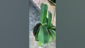 Lan nghinh xuân rừng Buôn Đôn (Lan ngọc điểm - Lan đai châu)