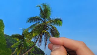 How to paint Palm Trees | Episode 165 screenshot 1