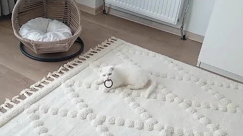 Video 8981791: british shorthair cats feeding, british shorthair cat kitten, sweet british shorthair cat, white british shorthair cat, kitten meets