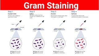 Gram Staining Procedure | Gram positive and Gram negative bacteria |